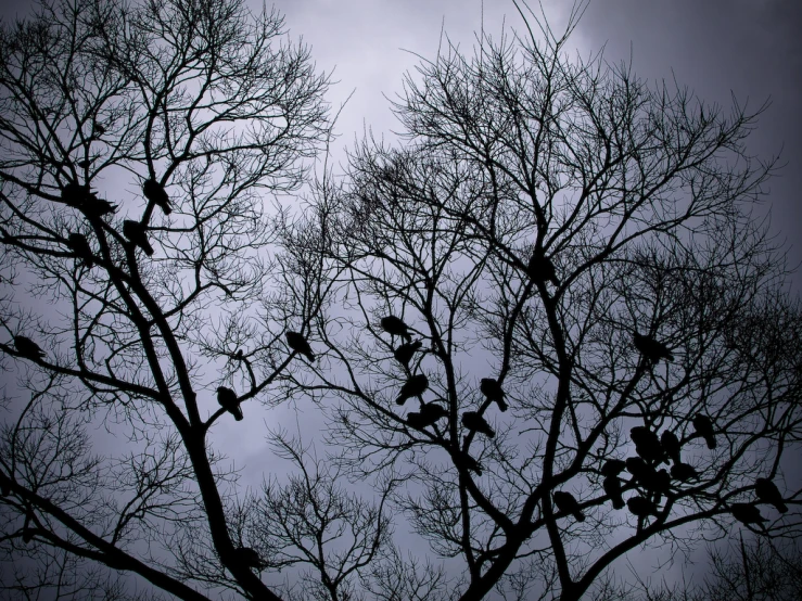 bird silhouettes against the dark gray sky and trees