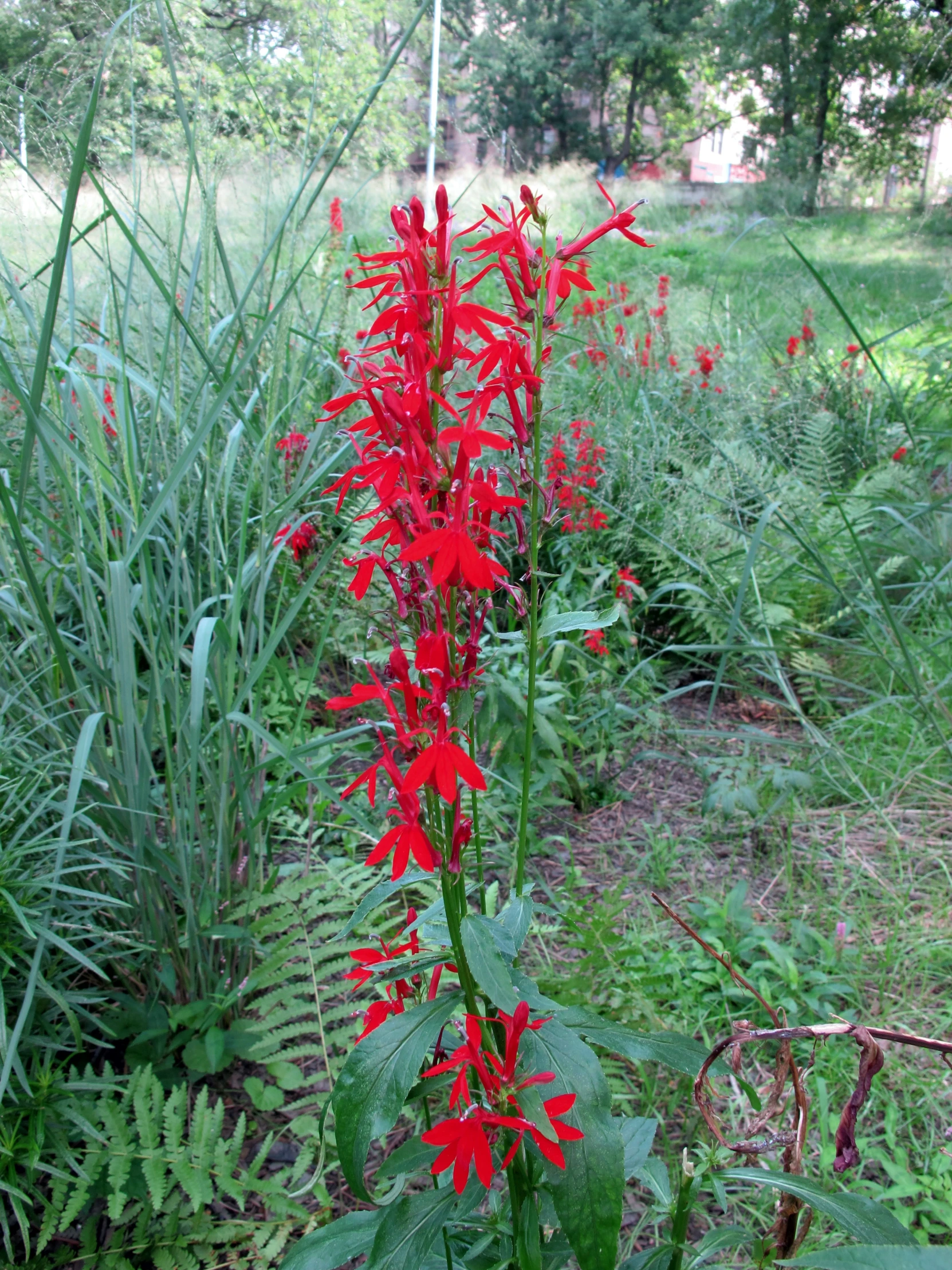 flowers are growing out of the woods by the trees