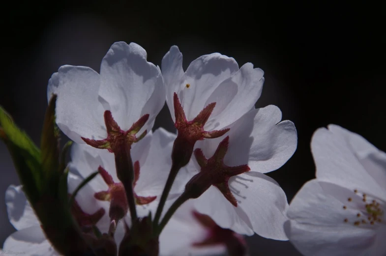 some flowers are growing on top of a nch