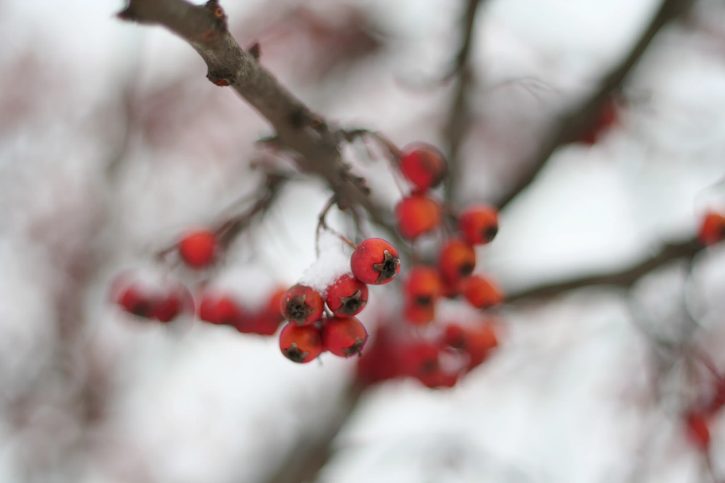 berries hanging from a nch of a tree