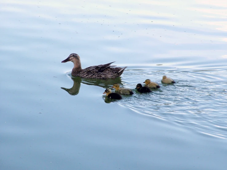 an adult duck with her four babies swimming in the water