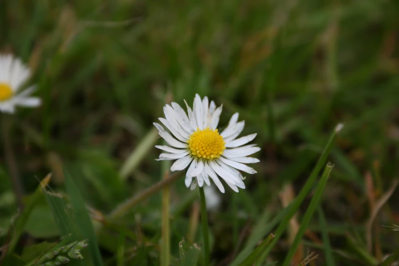 three white flowers bloom on the ground in the grass