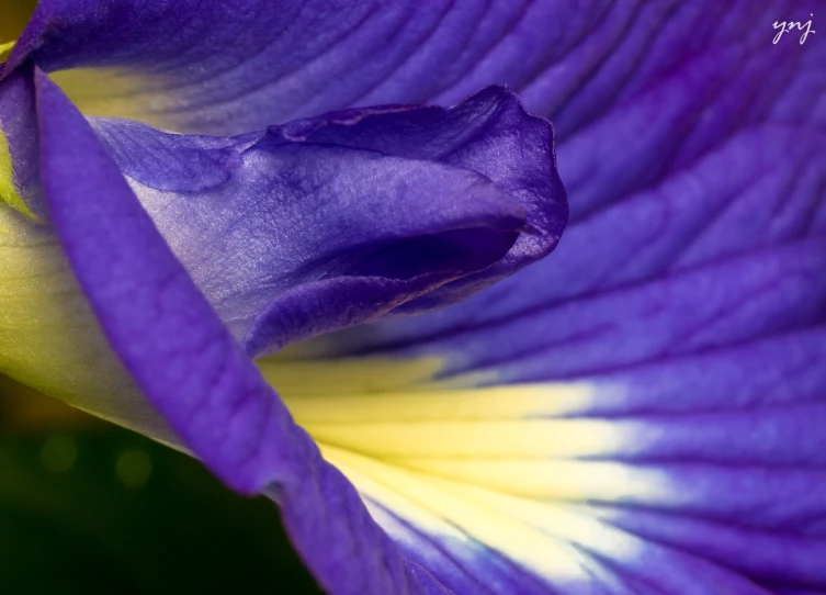 an iris is a blue colored with white edges