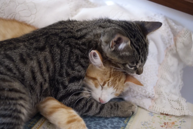 two cats laying next to each other on a blanket