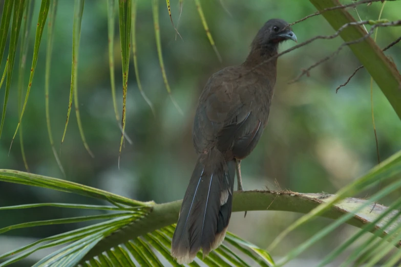 a brown bird sitting on top of a tree nch