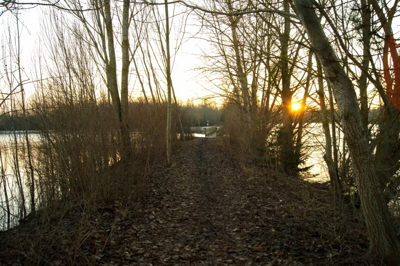 a path leads between two wooded area near water