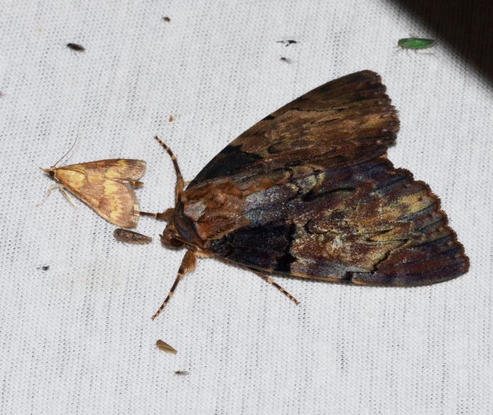 moth laying on fabric with a hole in the middle of it