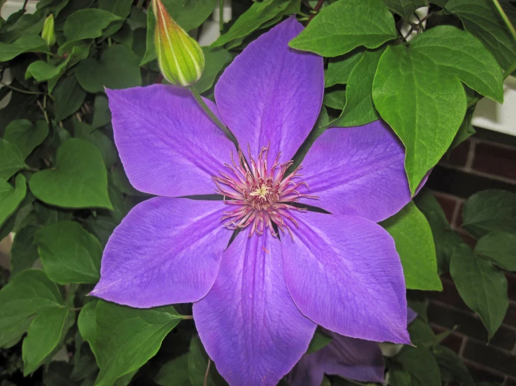 a purple flower is in bloom surrounded by green leaves