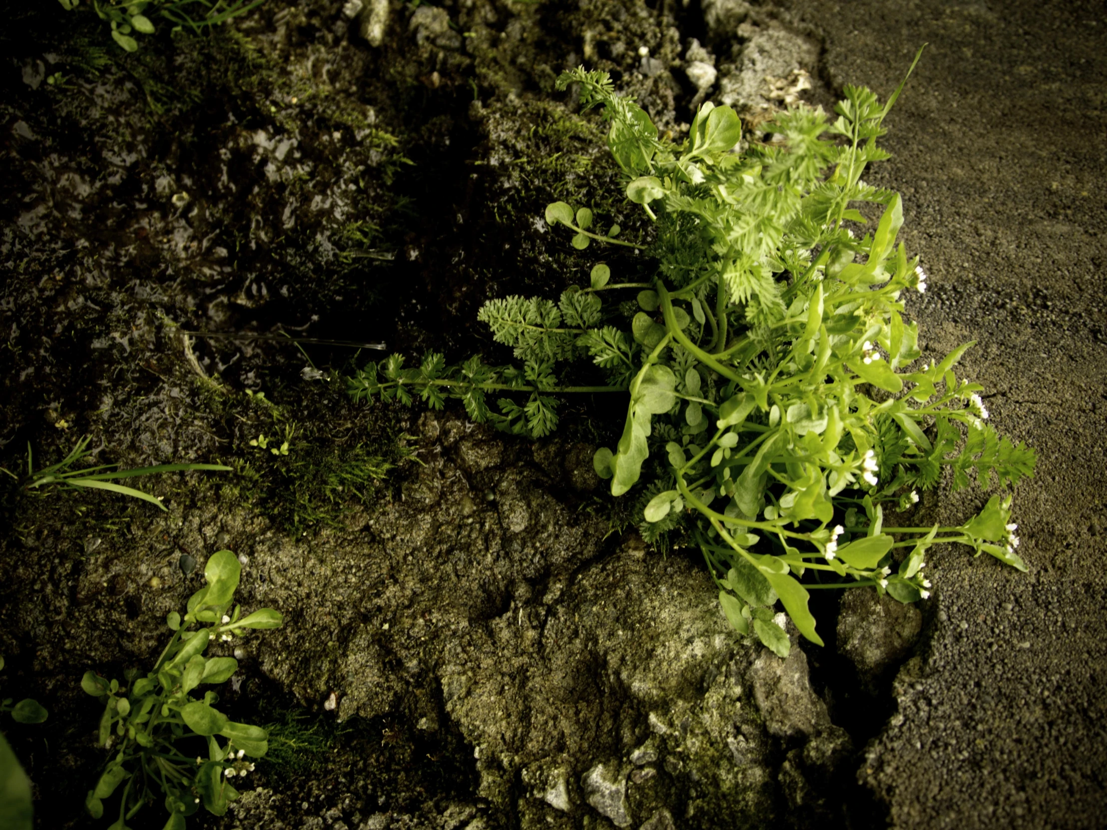 a plant is growing on the ground