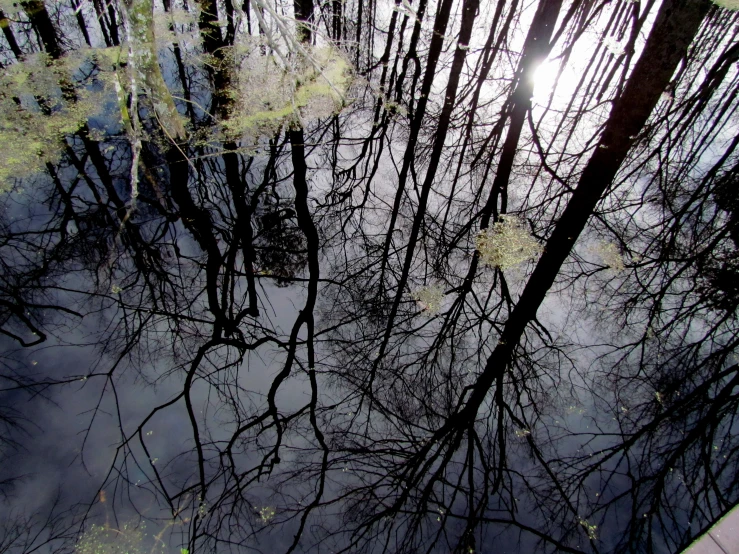 a body of water surrounded by tall trees