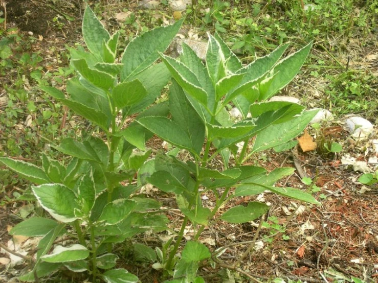 the young green plant is ready to be planted