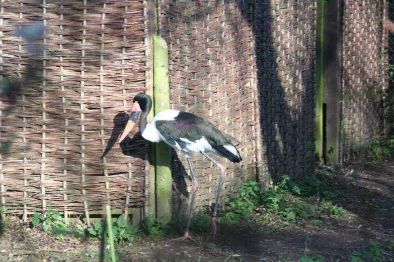 a large bird standing next to a bamboo fence