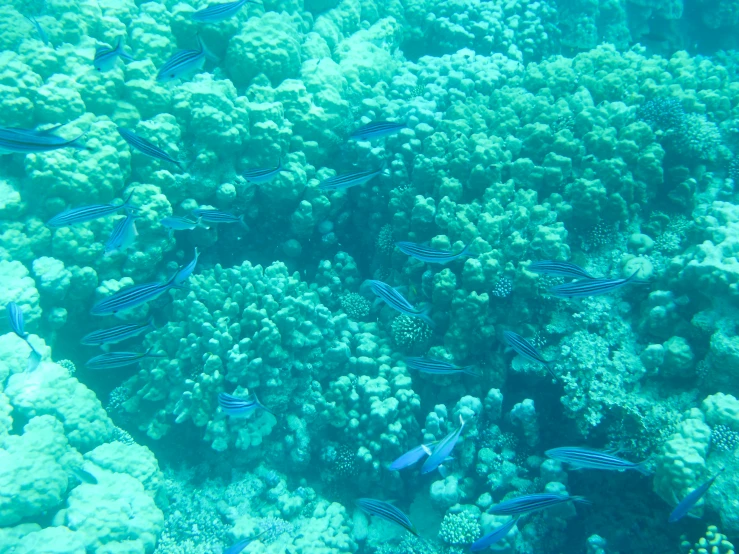 several blue fish swimming around coral reefs in the ocean