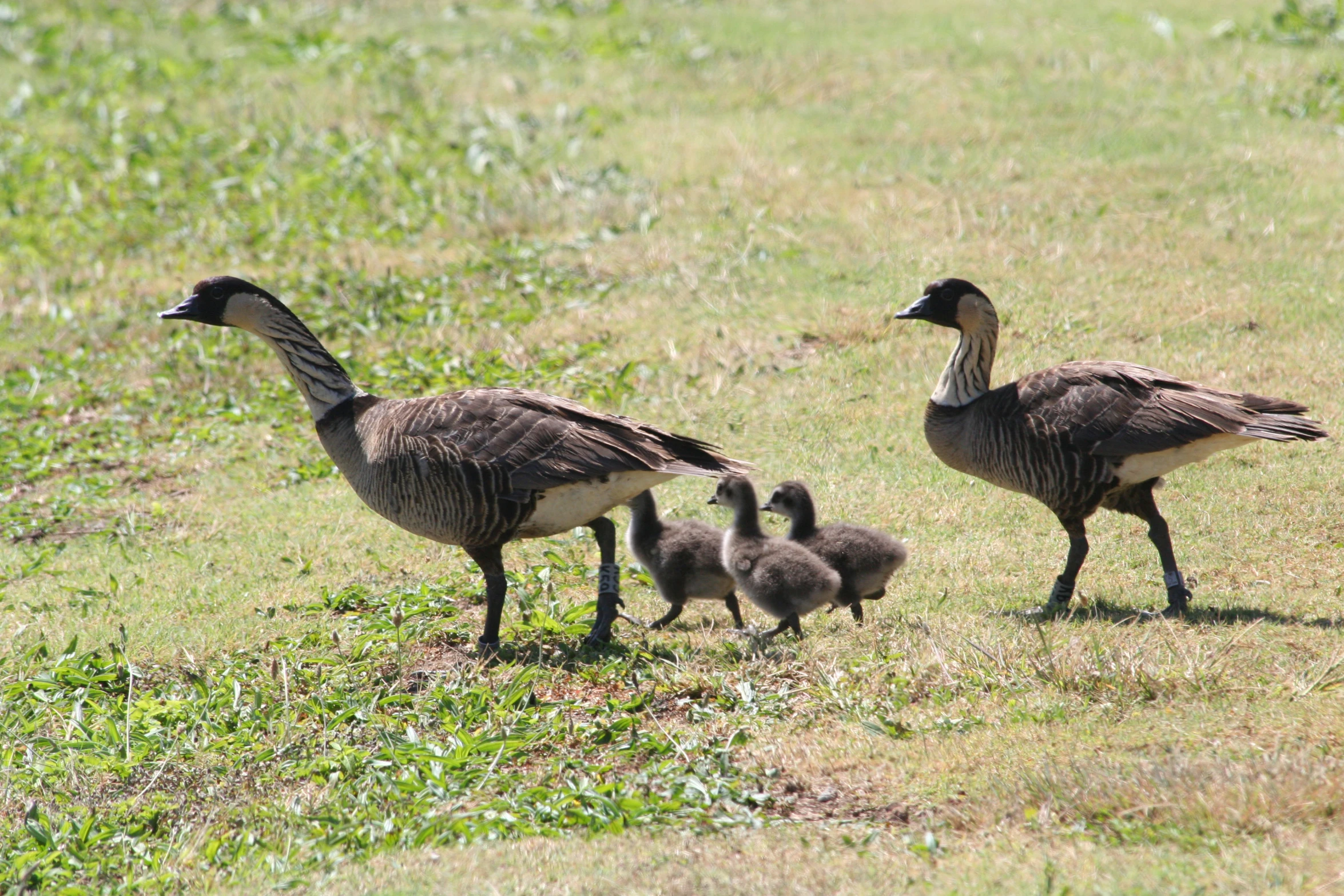 several geese that are in the grass next to some plants