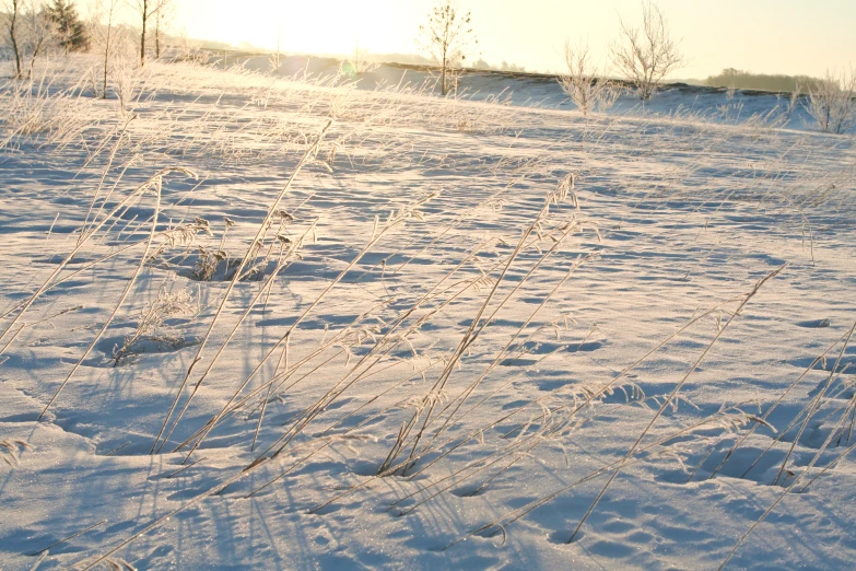 there are grass that is covered in snow