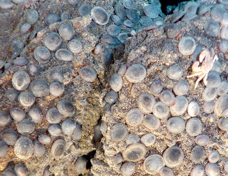 a number of small bubbles on a large rock