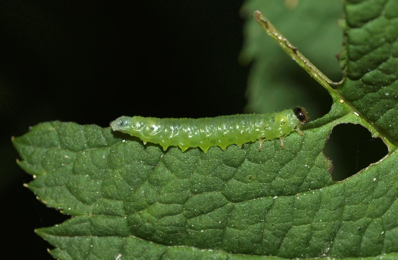 a small green bug sitting on top of a leaf