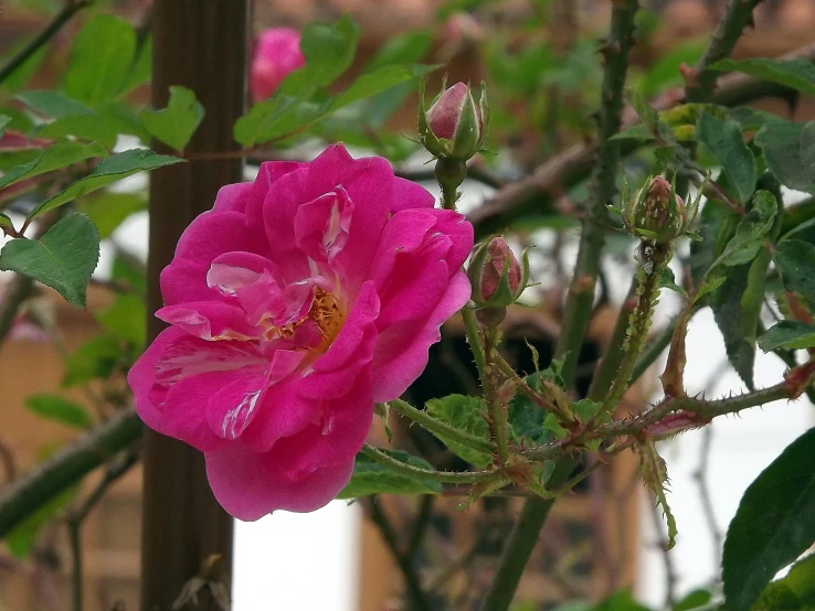 a pink flower is in a green pot