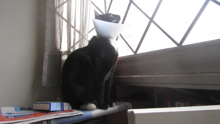 a cat sitting in a window sill and looking out