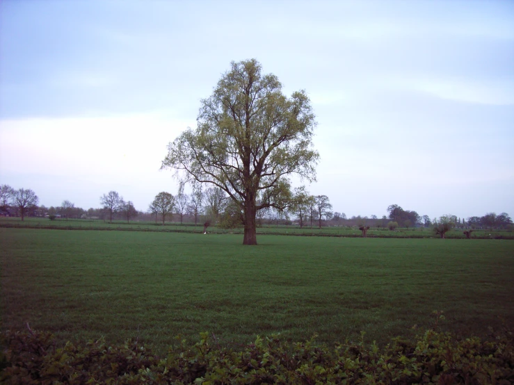a field with a tree surrounded by green grass
