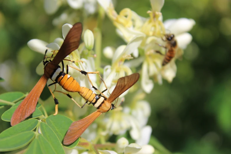 a couple of orange bugs standing on top of a plant