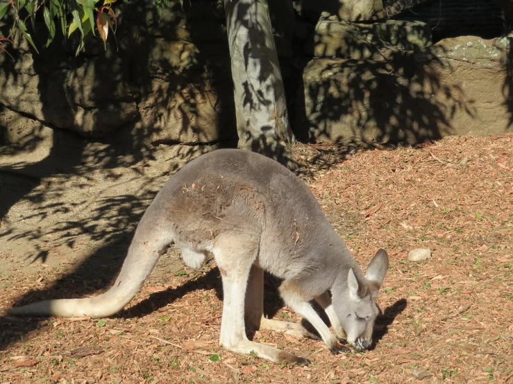 a kangaroo is standing in the dirt eating