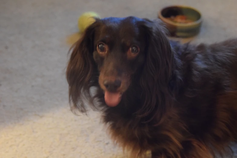 a close up image of a long haired dog