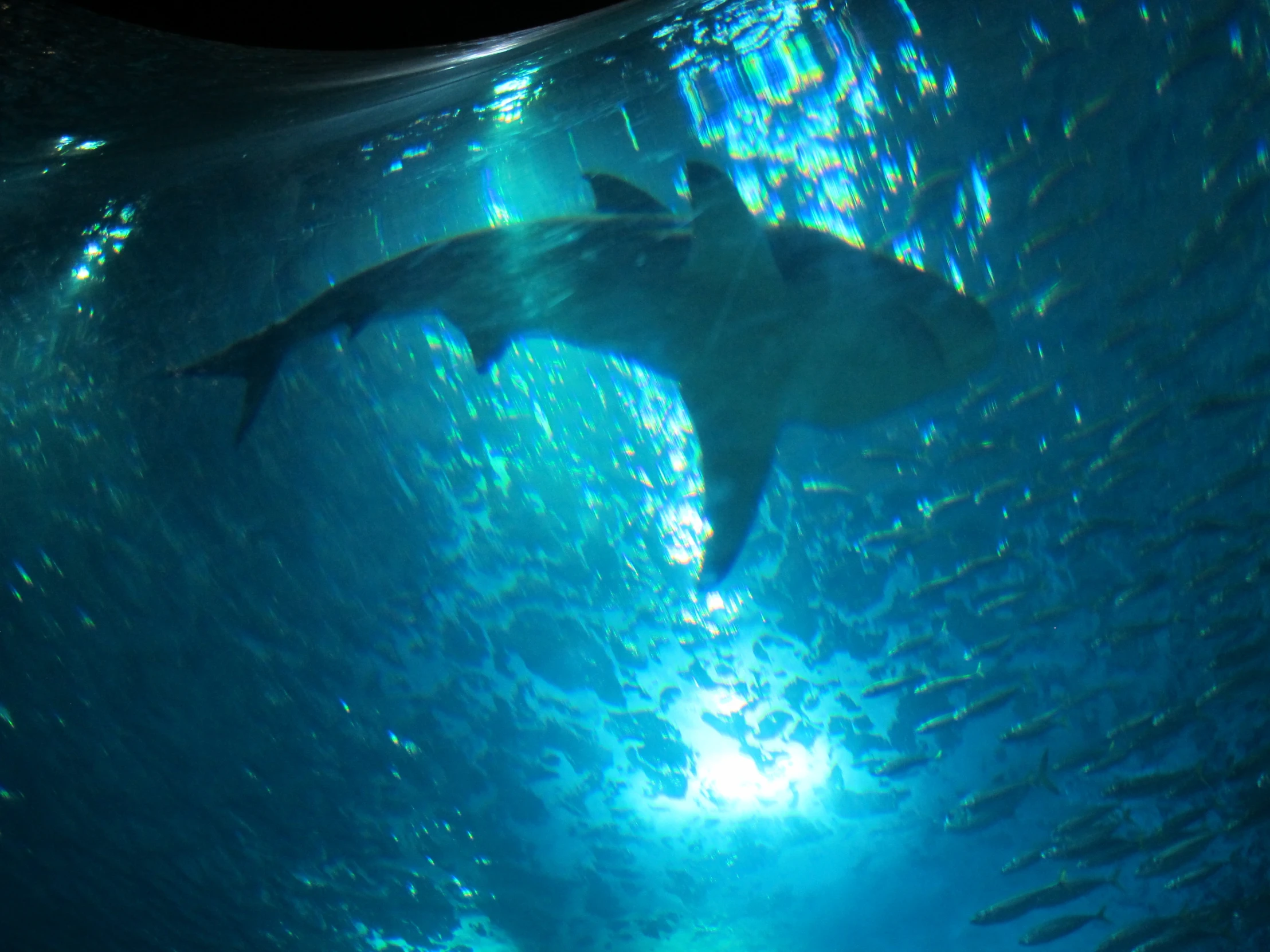 a man swimming with a shark inside a tank