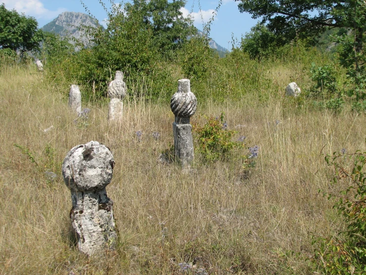 a grassy field covered in stones and plants