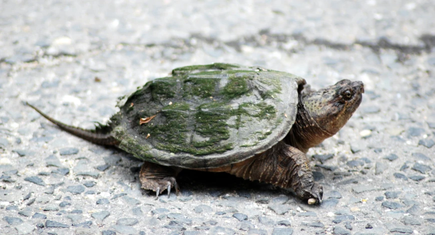 an ornate tortoise walks on a gravel street