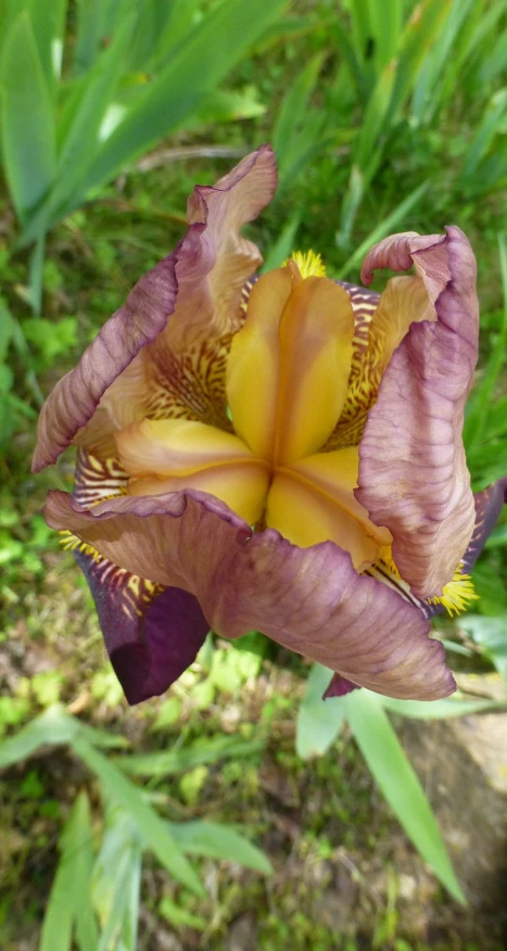 a large purple and yellow flower on some green plants
