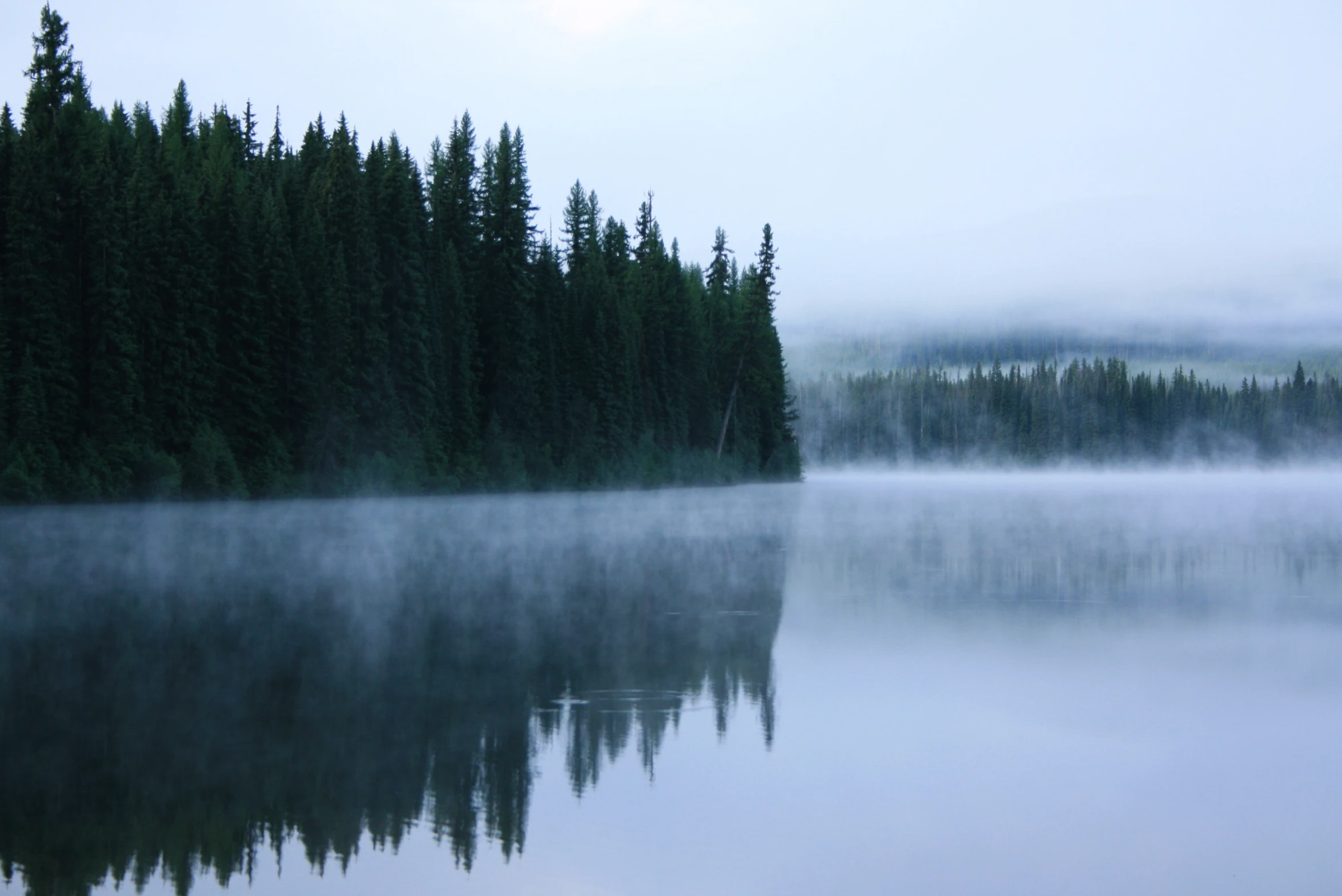 a misty tree line on a lake surrounded by fog