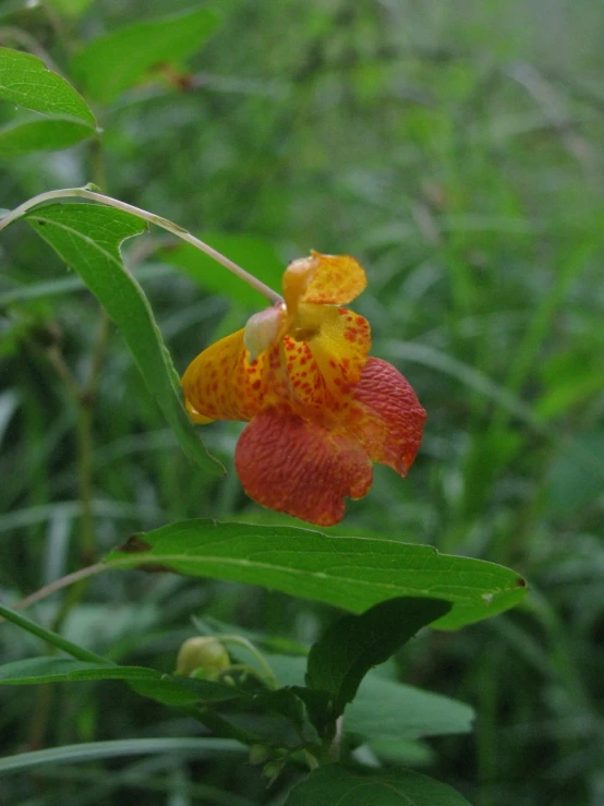 a small orange and yellow flower on top of a plant