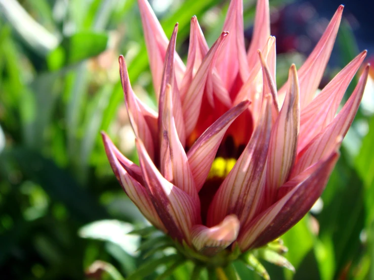 a pink flower with a yellow center stands tall