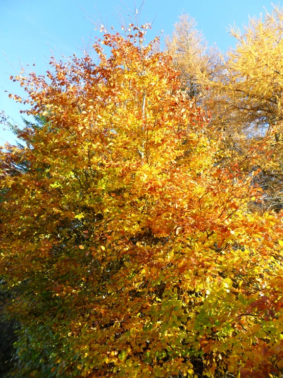 a group of trees with yellow and orange leaves