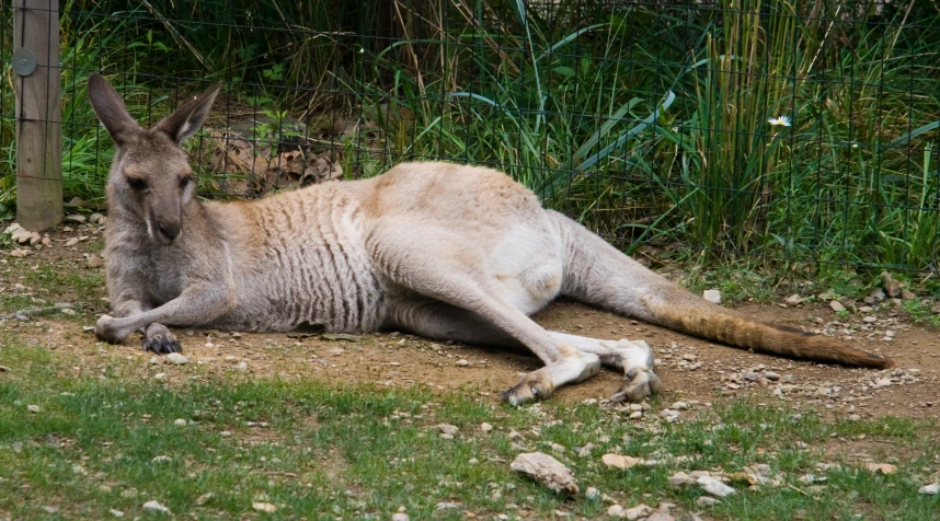 a kangaroo lying on the ground near some grass