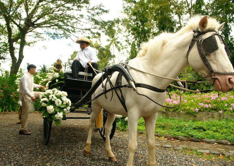 a white horse with bridal and carriage on the street