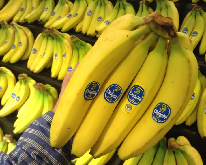 two rows of bananas in a market with blue and white stickers
