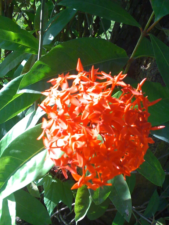 a very bright orange flower surrounded by green leaves