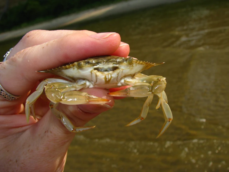 a hand holding a small crab in the water