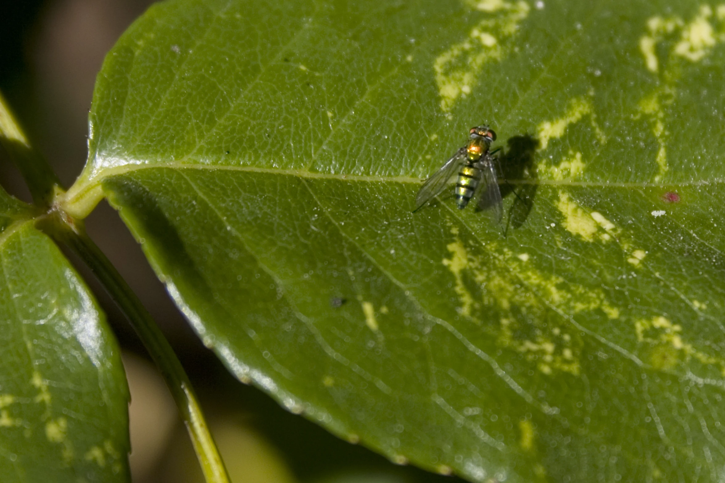 a close up of a green leaf with a spider