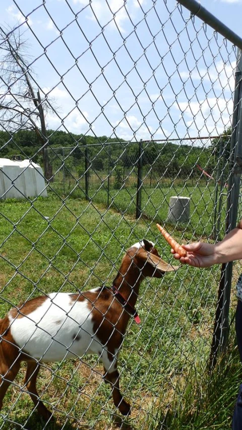 person feeding goat through a wire fence