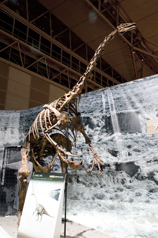 a skeleton of a dinosaur next to a plat of ice