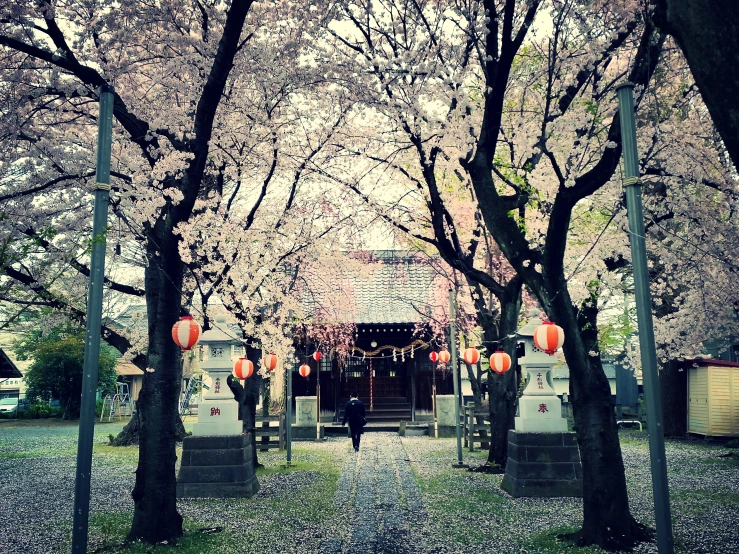 a picture of some trees in the street