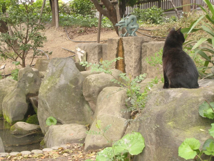 a black bear sits on the rocks looking over a body of water