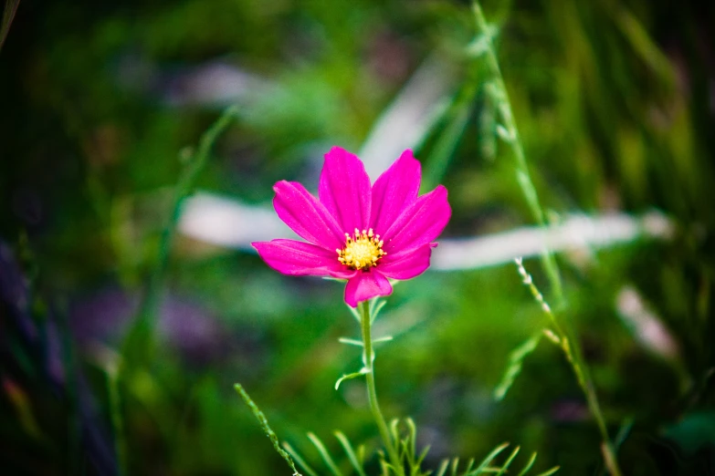 a red flower sitting in a field of grass