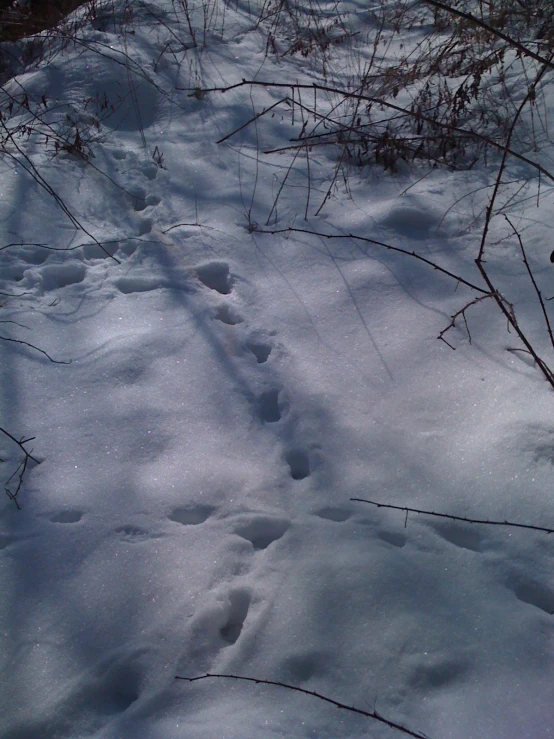 a small trail splits through the snow in an open area
