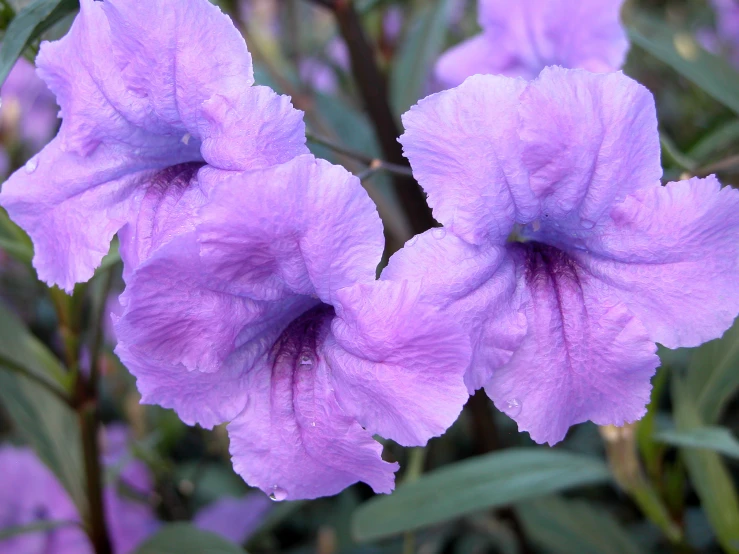 purple flowers on the bush have water droplets