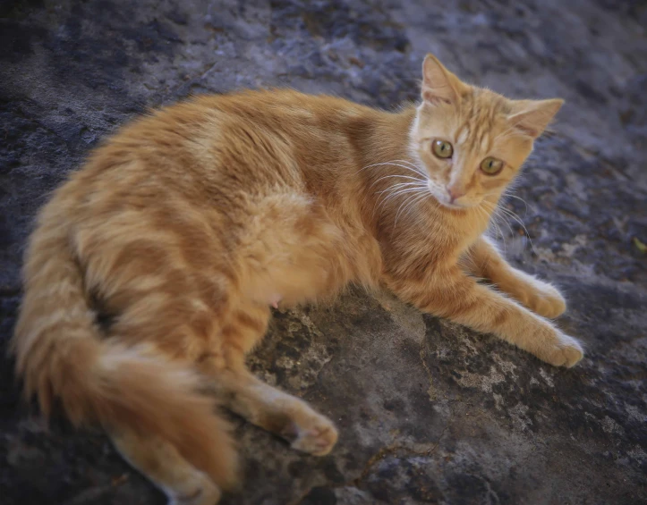 an orange cat resting on the ground