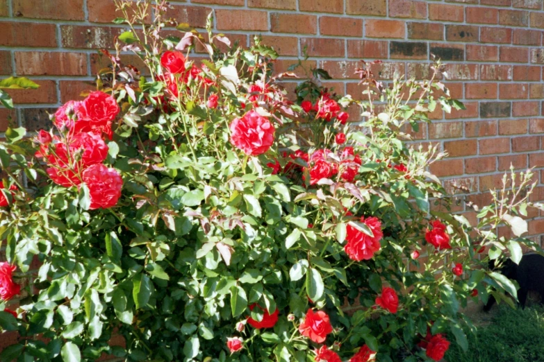 a plant with red flowers is next to a brick wall